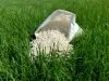 When and how often to fertilize my lawn