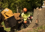 Best Tree Stump Killers & Grinders | Reviews & Buyers Guide
